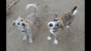 Adopted Lilac And Lita. Wire Hair Jack Russell Terrier Mixes