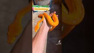 Omg Very Rare Orange Snake