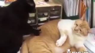 Dibuli