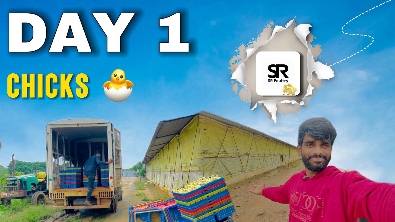 DAY ONE CHICKS  FULL VIDEO || SR poultry 