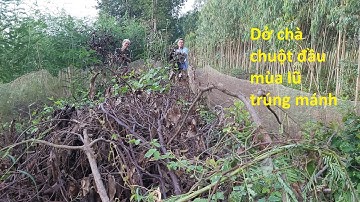 Bắt chuột đồng - Cách bắt chuột của ông lão miền tây đầu mùa lũ đặt hiệu quả rất cao