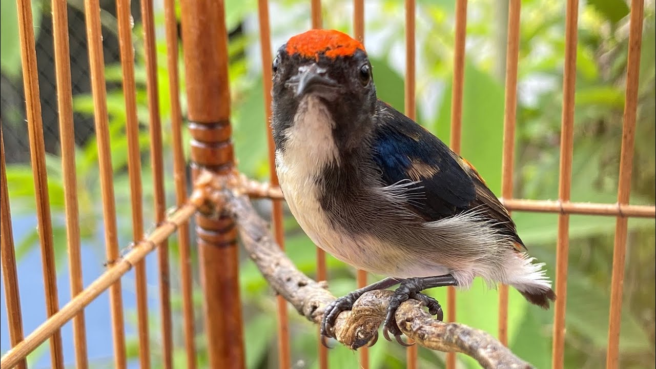 นกชมพูสวน 