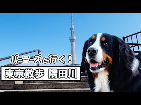 隅田川を楽しそうに散歩するバーニーズマウンテンドッグ