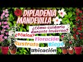 Mandevilla/Dipladenia | CUIDADOS | UBICACIÓN | TIPS para mantenerla en INVIERNO.