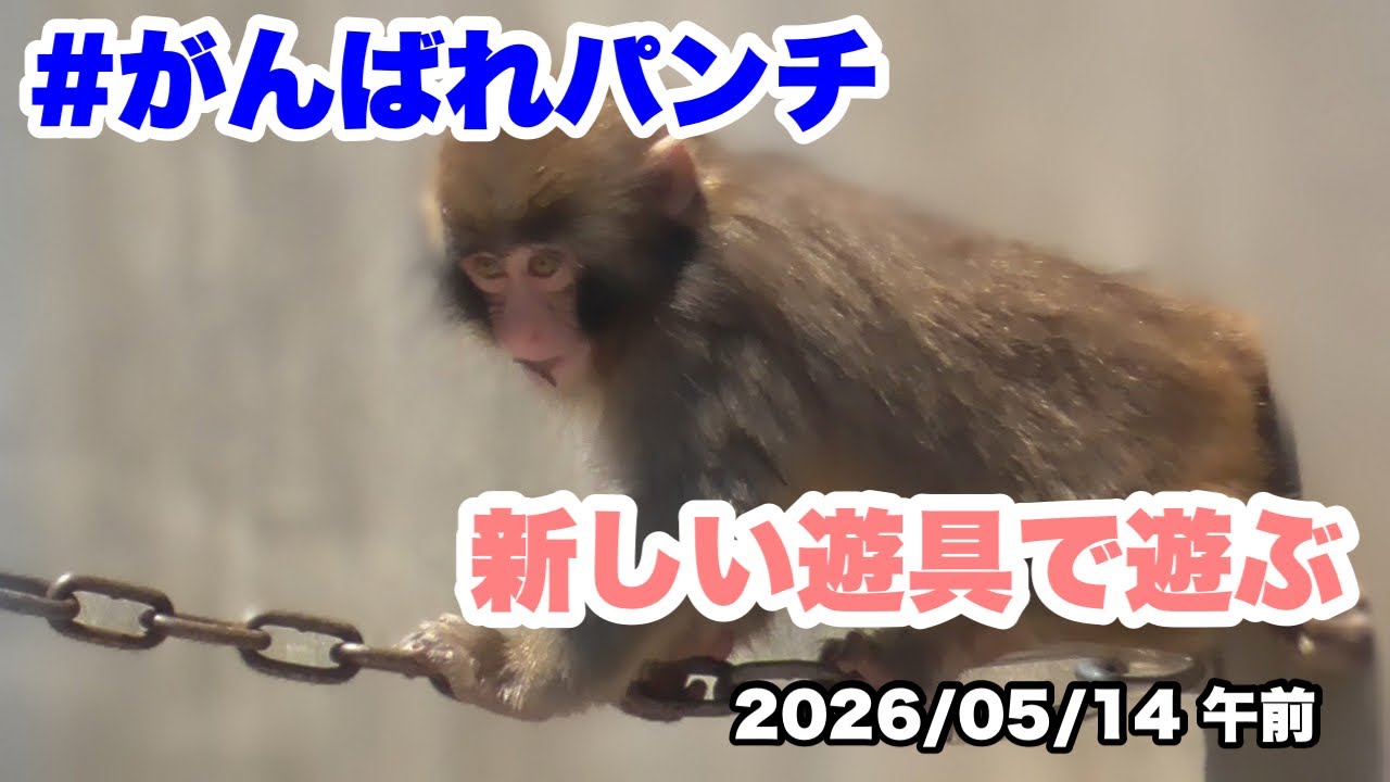 5/14午前 パンチくん、新しい遊具で遊ぶ（Punch-kun plays on the new