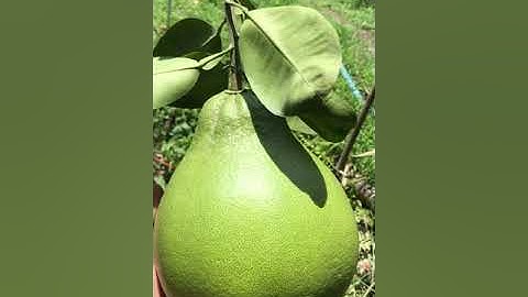 Bưởi Ruby - Bình Tân Vĩnh Long -0919705120-0986868808