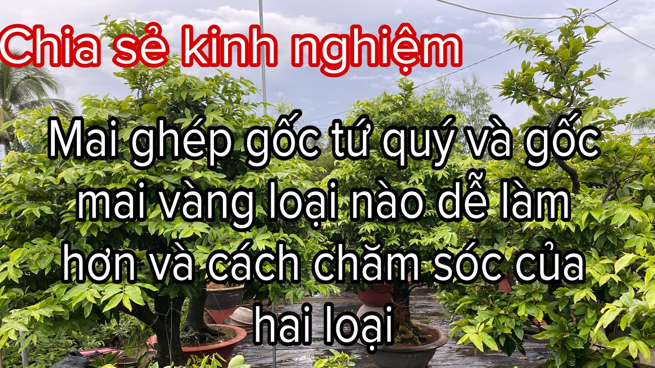 Chia sẻ kinh nghiệm mai ghép gốc tứ quý và gốc mai vàng và cách chăm sóc khác nhau ra sao 0799680009