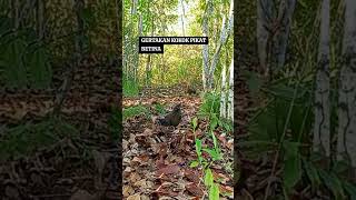 Betina Berkokok ayamhutan