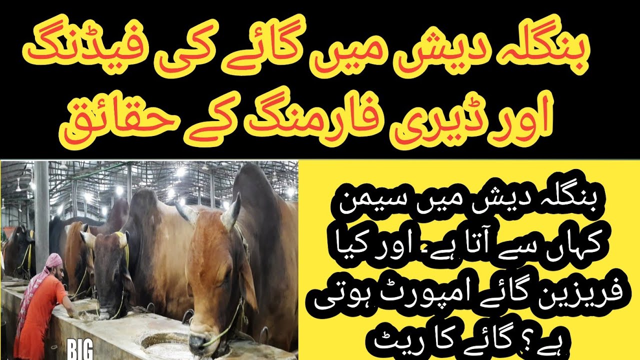 Feeding of cows in bangladesh II Dairy farming in Bangladesh II semen and cows import in