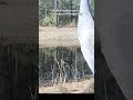 DID YOU KNOW? Sandhill cranes can fly 500 miles in a single day #shorts