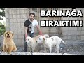 KÖPEĞİMİN YAVRULARINI BARINAĞA BIRAKTIM!