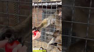 Cute monkey reaches out and asks for food