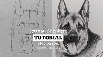 how to draw German shepherd step by step