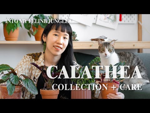 วีดีโอ: Calathea จะเติบโตกลางแจ้ง - เรียนรู้วิธีดูแล Calatheas ในสวน