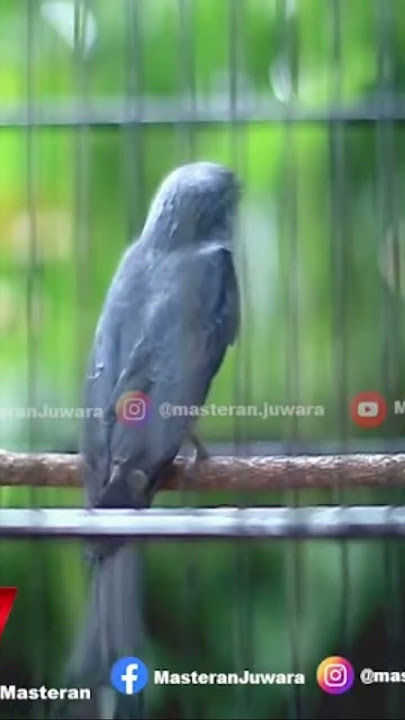 Suara Sikatan Londo Srigunting Abu Abu Gacor Belajar Bunyi