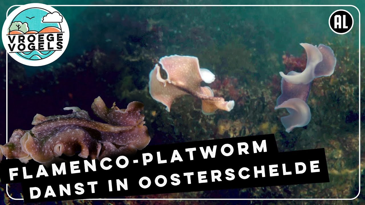 Zwemmende flamenco-platworm in Oosterschelde | Zelf Geschoten | Vroege Vogels