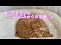 茶トラまる子のふみふみからの毛繕い♪