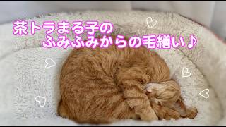 茶トラまる子のふみふみからの毛繕い♪