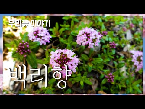 [우리꽃 이야기.  38]  백리향