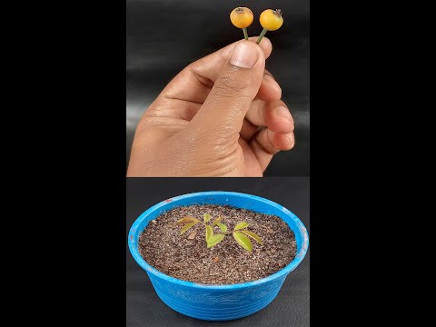 How To Grow