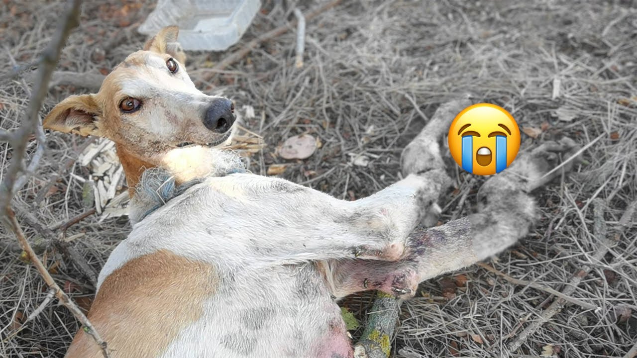 2 badly broken and rotten legs, the owner left him in the field despite ...