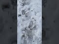 雪を踏みしめる音 #雪 #snow #snowwhite #snowday #snowflake #snowstorm