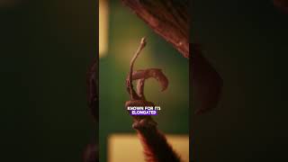 The aye aye