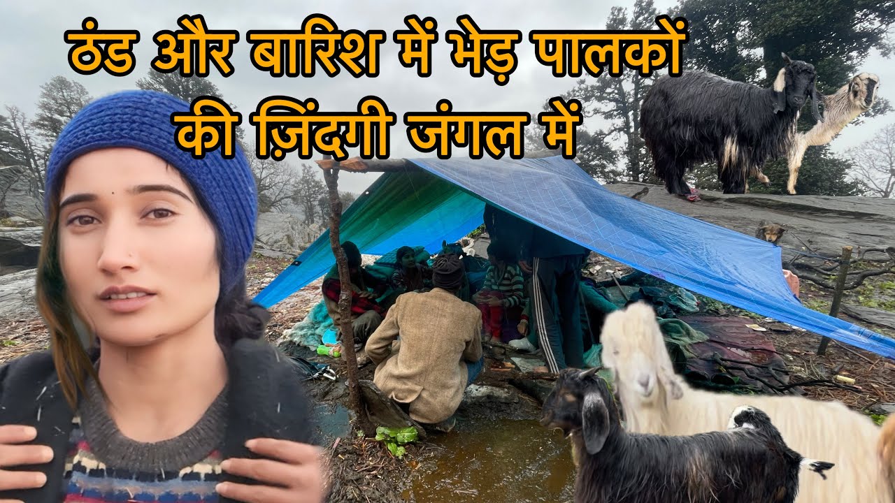 भेड़ पालको की ज़िंदगी ।।आख़िर कैसे रहते है इतनी ठंड में भेड़ पालक 😱।।
