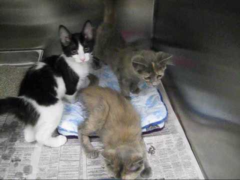 Sarena, Savanna, and Sierra the Kittens - Adopted!
