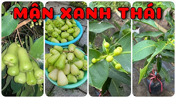 Cây Mận xanh Thái rất sai trái | 0386569374 - Ngọc Ngân Bến Tre | Chuyên cây độc lạ