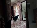 Cat Picks A Fight With Himself 😭🐈