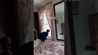 Cat Picks A Fight With Himself 😭🐈