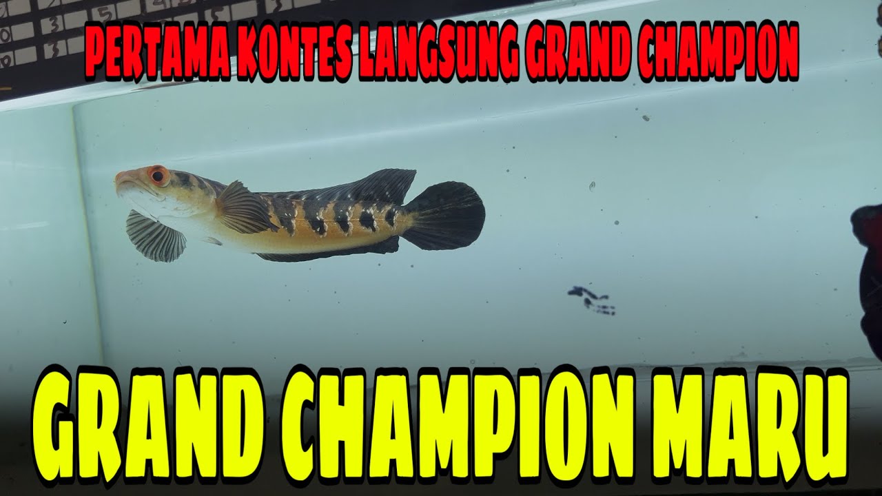 WOW ADA YG DARI CHINA⁉️JUARA KONTES CHANNA NASIONAL SEPERTI INI ‼️