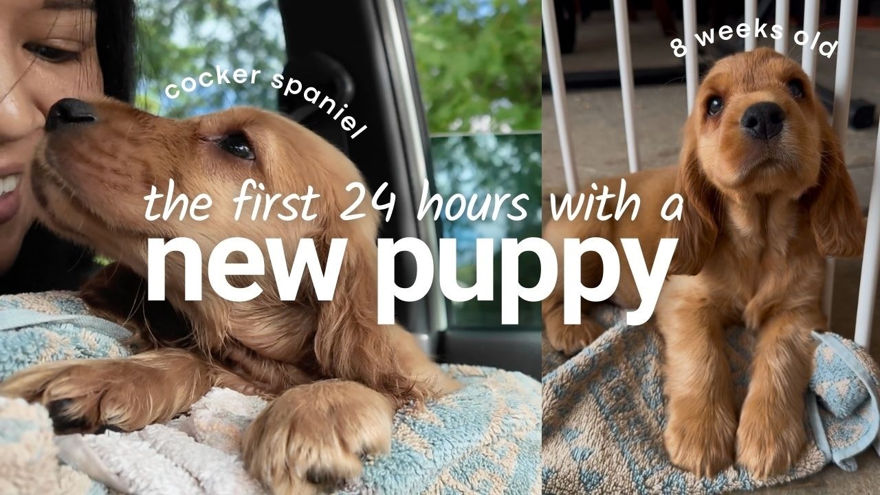 NEW PUPPY 🐶 PICKING UP OUR COCKER SPANIEL + FIRST 24 HOURS vlog