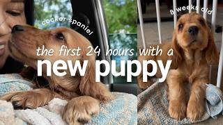 NEW PUPPY 🐶 PICKING UP OUR COCKER SPANIEL + FIRST 24 HOURS vlog