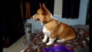 Owen Corgi Puppy - Barking At His Reflection Playful