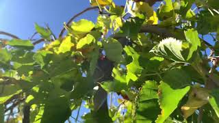 Weeping MULBERRY TREE going dormant | Morus alba pendula | October-December 2021| SoCal FALL WINTER