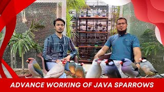 Advance Working Of Java Sparrows