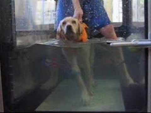 Dog Wobble Board Exercises Hip Dysplasia Dog Wobble Board Exercises Hip Dysplasia