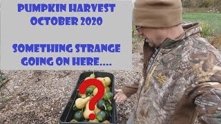 Cherokee Tan Pumpkin Harvest 2020 |  Fall Garden Clean-Up