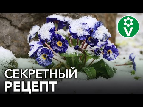 Видео: Весенний Садоводство Контрольный список