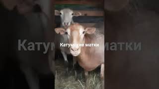 Катумские матки поехали в новый дом