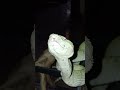 possible new species viper from sulawesi #viper #snake #reptiles #animals