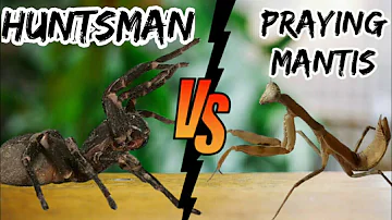 Huntsman vs praying mantis / spider fight