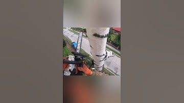 climbing Arborist removing a tree in a tight spot