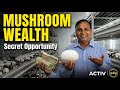 The Mushroom Farming Opportunity Nobody's Talking About