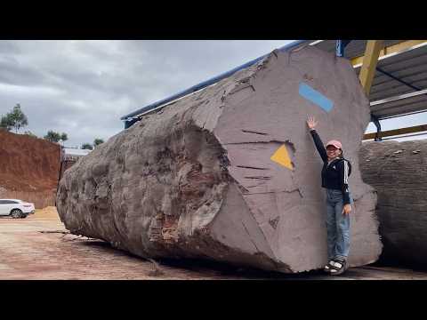 Inside a 1,000-Year-Old Giant Log | What They Found