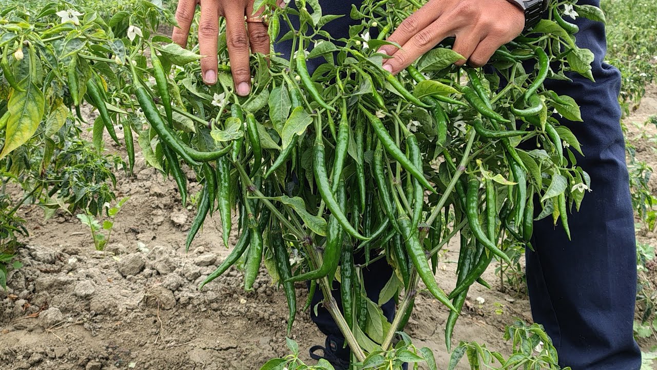 🌶️ Chilli ki Unnati Variety – High Yield Hybrid Chilli ki Best Hybrid Variety
