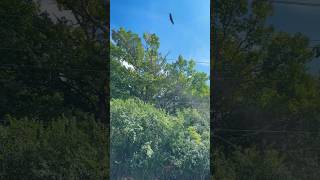 Fly like an eagle 🦅 #baldeagle #baldeagles #eagles #birdsoftiktok #wisconsin