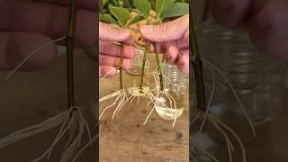 Enraizar Ramas De Jazmín En Agua Fácil Y Rápido